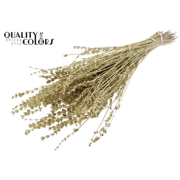 <h4>Lavendel per bunch Gold</h4>