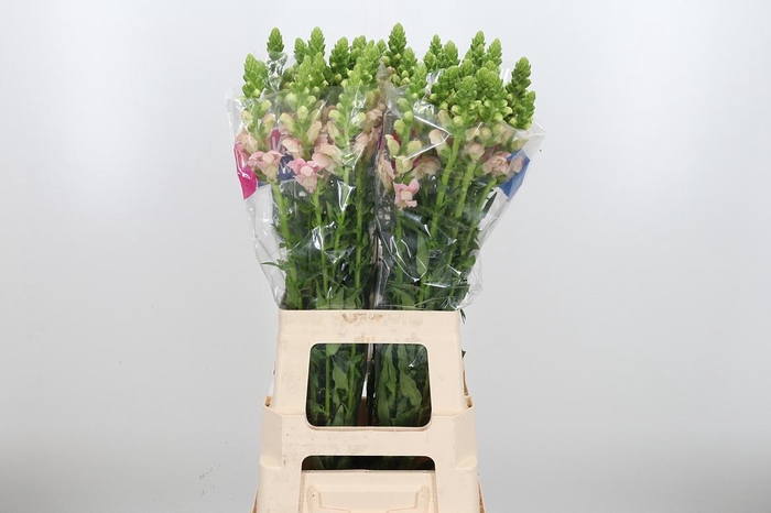 <h4>Antir Legend Pink</h4>