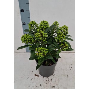 Pabella 17cm 8-9 tros