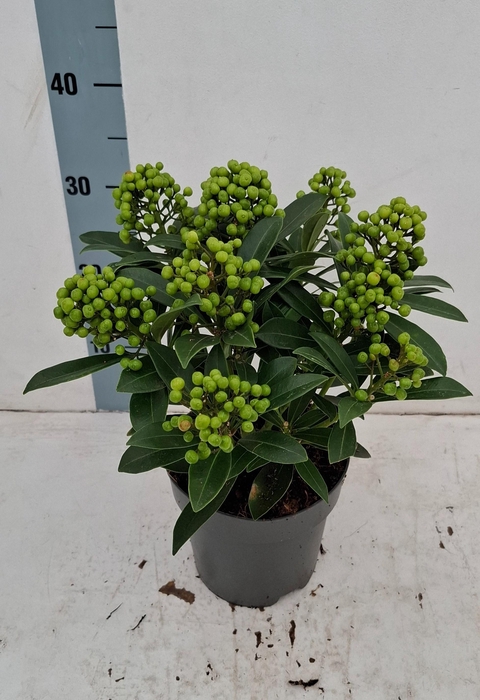 <h4>Pabella 17cm 8-9 tros</h4>