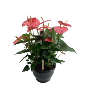 Anthurium schaal Colorado