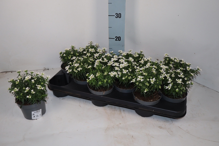 <h4>IBER SEMPERVIRENS</h4>