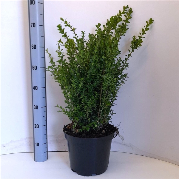 <h4>Buxus sempervirens P26 (C7,5) - Struik 60cm Potgekweekt</h4>