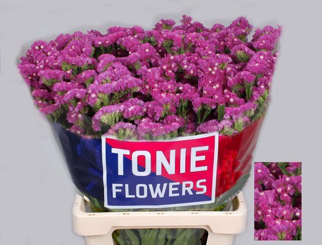 <h4>LIM S DYNA ROSE</h4>