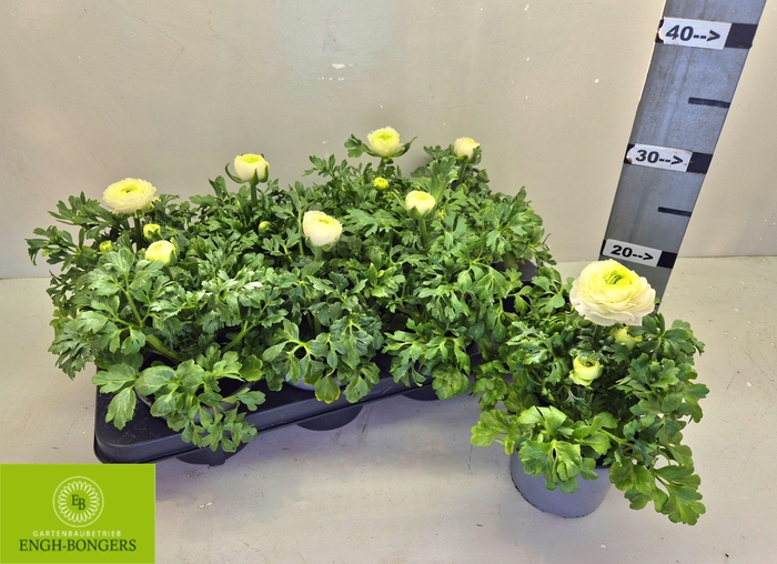 <h4>RANUN SPRINK GEM</h4>