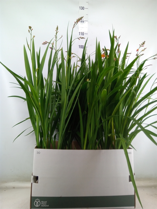 <h4>Crocosmia  'Carmine Brilliant'</h4>