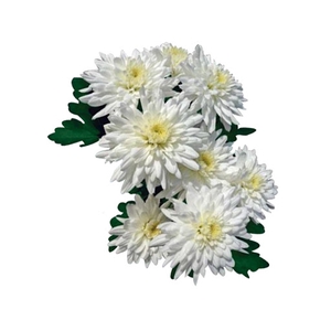 CRIS. WHITE SHURIKI 070 CM