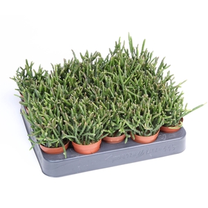 Rhipsalis burchellii