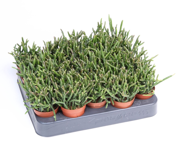 <h4>Rhipsalis burchellii</h4>