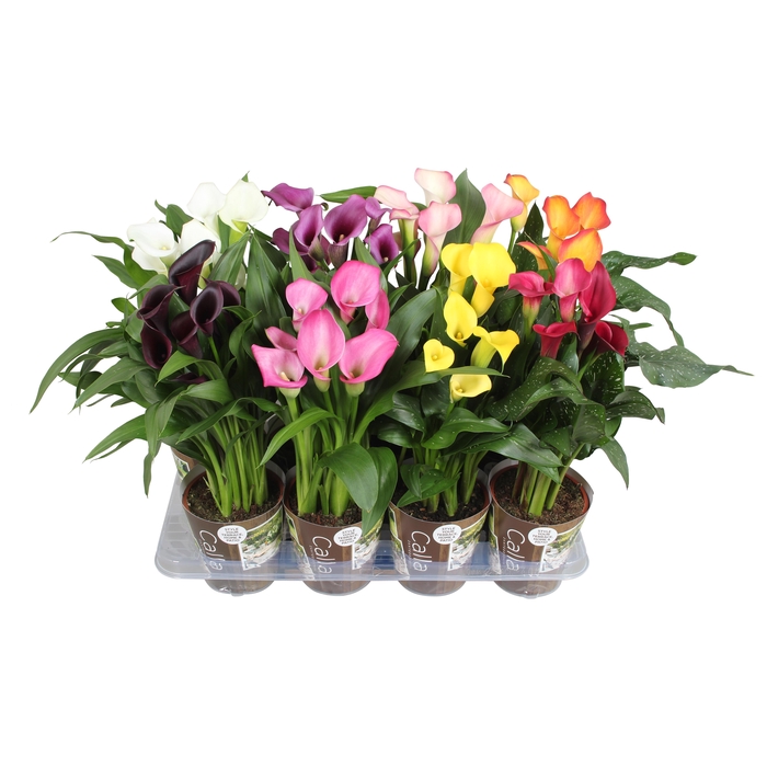 <h4>Zantedeschia gemengd Calla mix met outdoor potcover</h4>