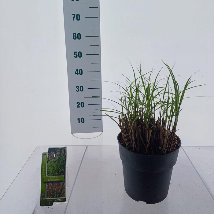 Miscanthus sinensis Ferner Osten