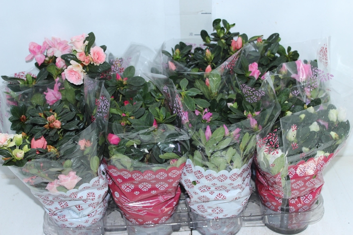 <h4>AZALEIA P14</h4>