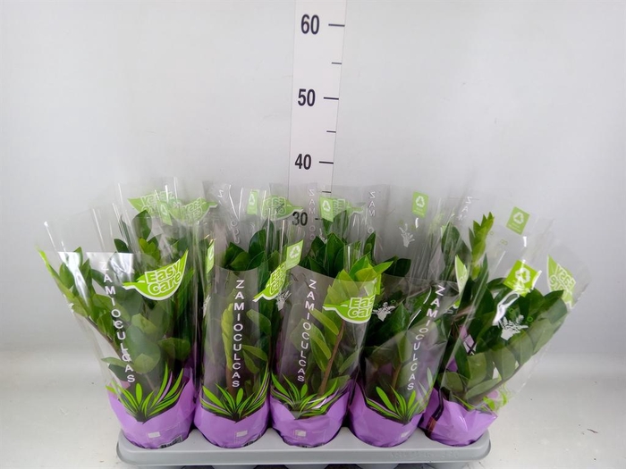 <h4>Zamioculcas zamiifolia</h4>