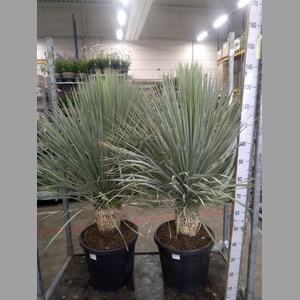 Yucca rostrata