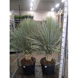 Yucca rostrata