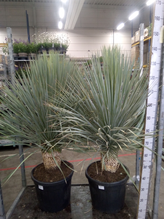<h4>Yucca rostrata</h4>