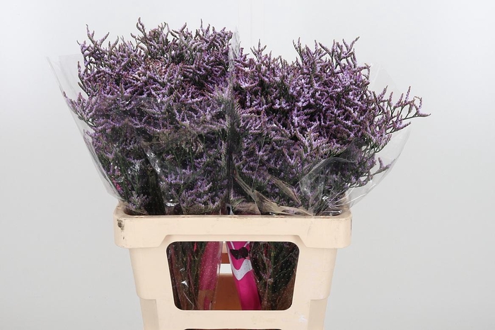 <h4>Limon Safora Lilac</h4>
