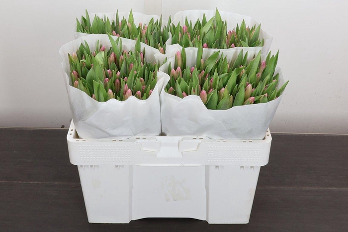 <h4>Tu En Jumbo Pink</h4>