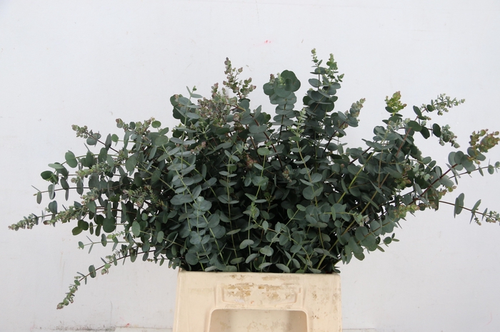 <h4>EUCA GU AZURA 050CM</h4>