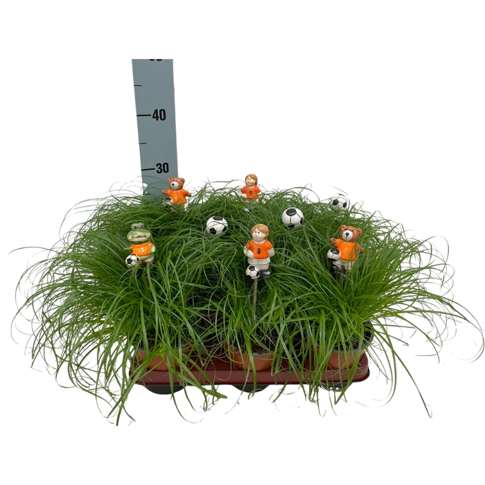 <h4>Cyperus alternifolius Zumula met voetbal items bijstekers oranje</h4>