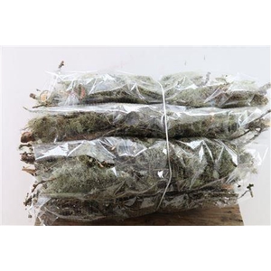 LARIX DOOS