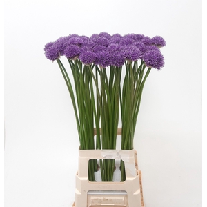 ALLIUM GLADIATOR