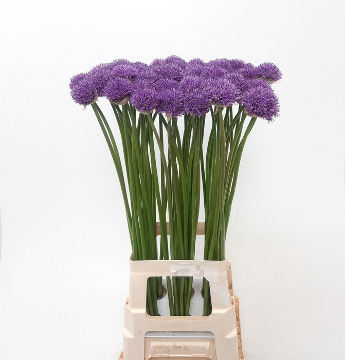 <h4>ALLIUM GLADIATOR</h4>