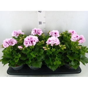 Pelargonium gran.   ..