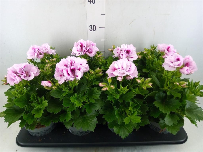 <h4>Pelargonium gran.   ..</h4>