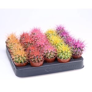 Grusonii rainbow sprinkle mix