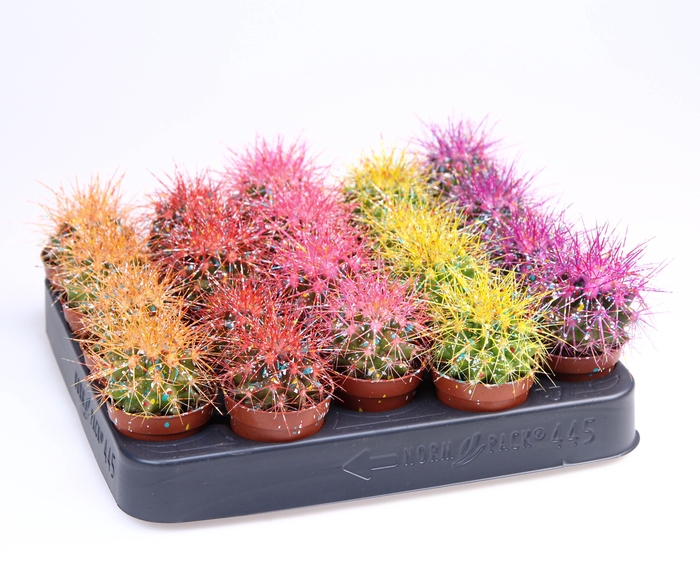 <h4>Grusonii rainbow sprinkle mix</h4>
