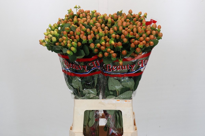 <h4>Hypericum Globo Coral</h4>