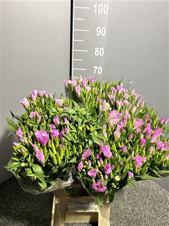 <h4>Godetia Lavander</h4>