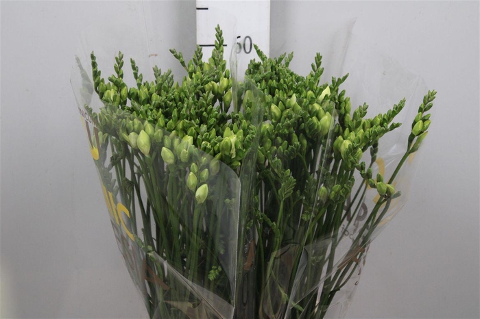 <h4>Fr Du Vivre</h4>