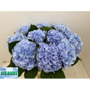 Hydr Verena Blue cm Boers