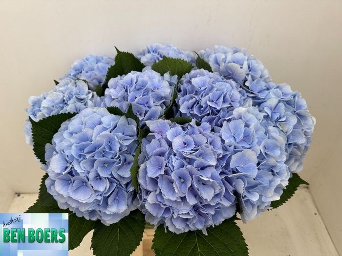 <h4>HYDR M CH VERENA BL</h4>