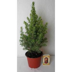 PICEA GLAUCA p9