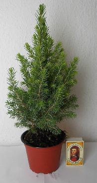 <h4>PICEA GLAUCA p9</h4>