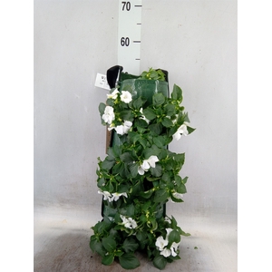 Impatiens wall.   ...