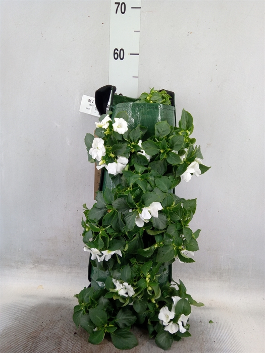<h4>Impatiens wall.   ...</h4>