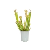 CARNIVORA SARRACENIA FARNHAMII P12