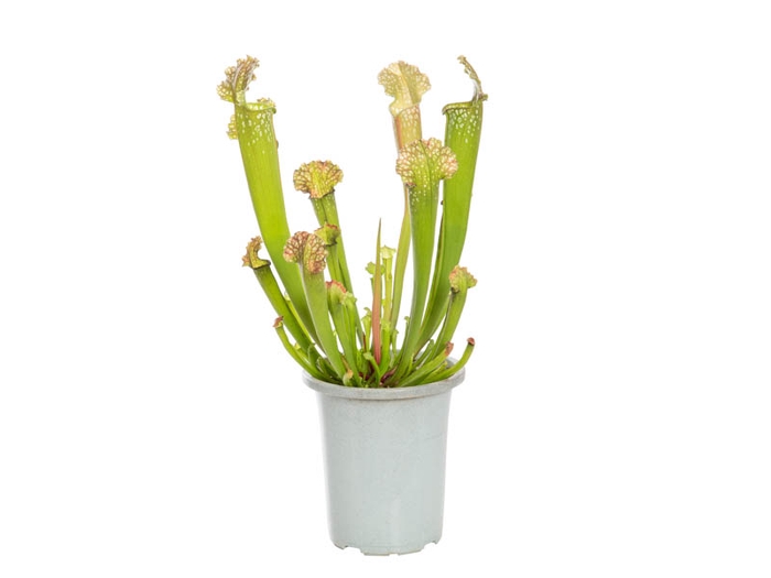 CARNIVORA SARRACENIA FARNHAMII P12