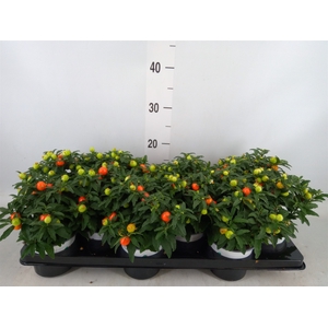 Solanum pseudocapsicum