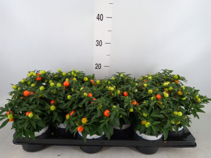 <h4>Solanum pseudocapsicum</h4>