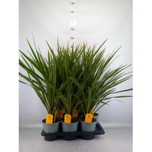 Cordyline indivisa 'Peko'