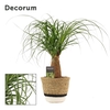 Beaucarnea recht 12 cm in Hanoi mand wit (Deco-collection)