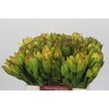 Leucadendron Goldstrike