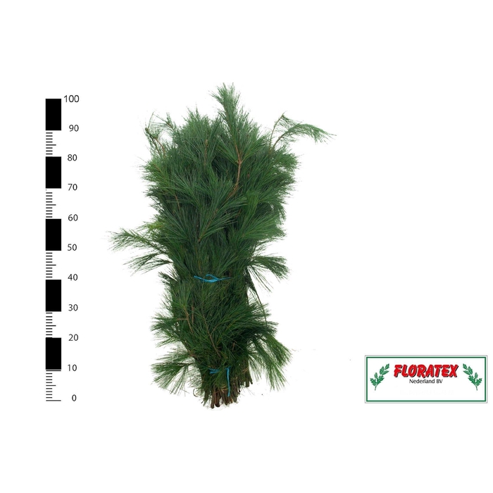 <h4>Pinus Strobus Bs</h4>