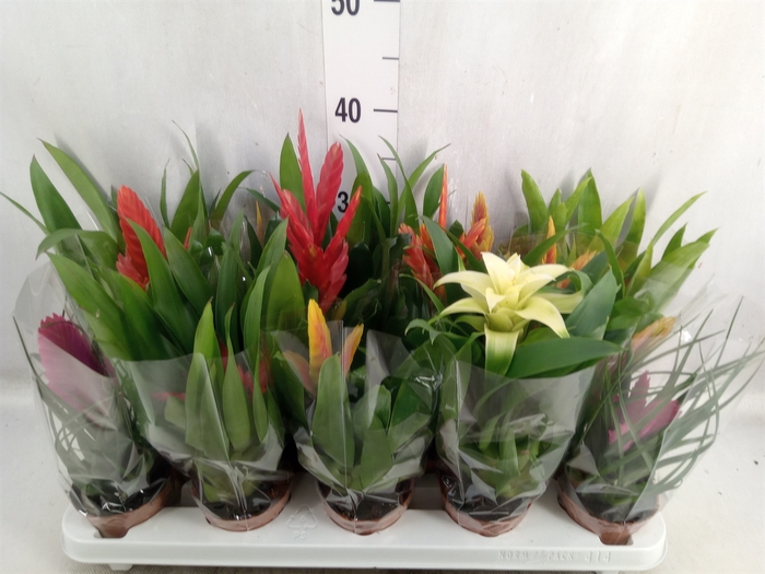 <h4>Bromelia   ...mix 13</h4>