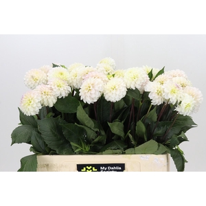 Dahlia White Isa